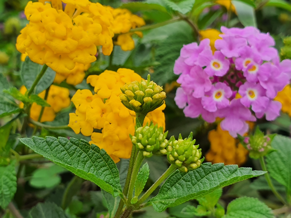 Samsung Galaxy Note 10  camera samples