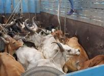 cattle trade