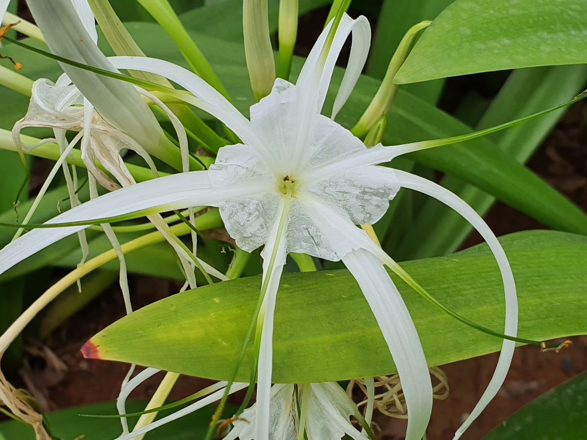 Samsung Galaxy Note 10 camera sample