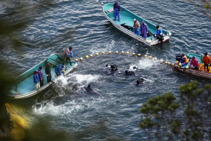 Fishermen hunt dolphins at a cove in Taiji Dolphin hunt in Taiji