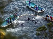 Dolphin hunt in Taiji