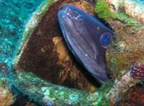 electric eel