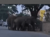 elephants trying to jump over wall in Karnataka