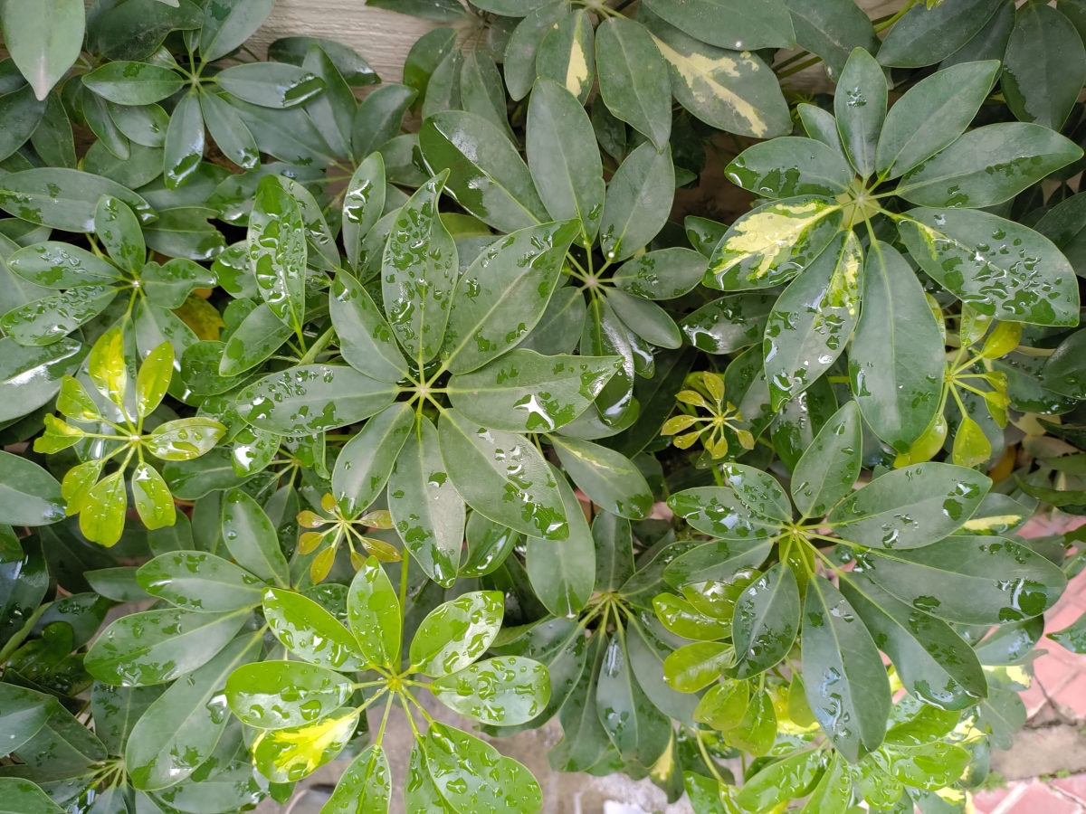 ROG Phone 2 camera samples ROG Phone 2 camera samples