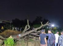 Aarey Colony protest