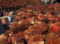 palm oil Malaysia
