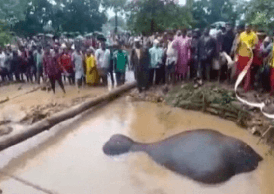 elephant stuck in muddy well