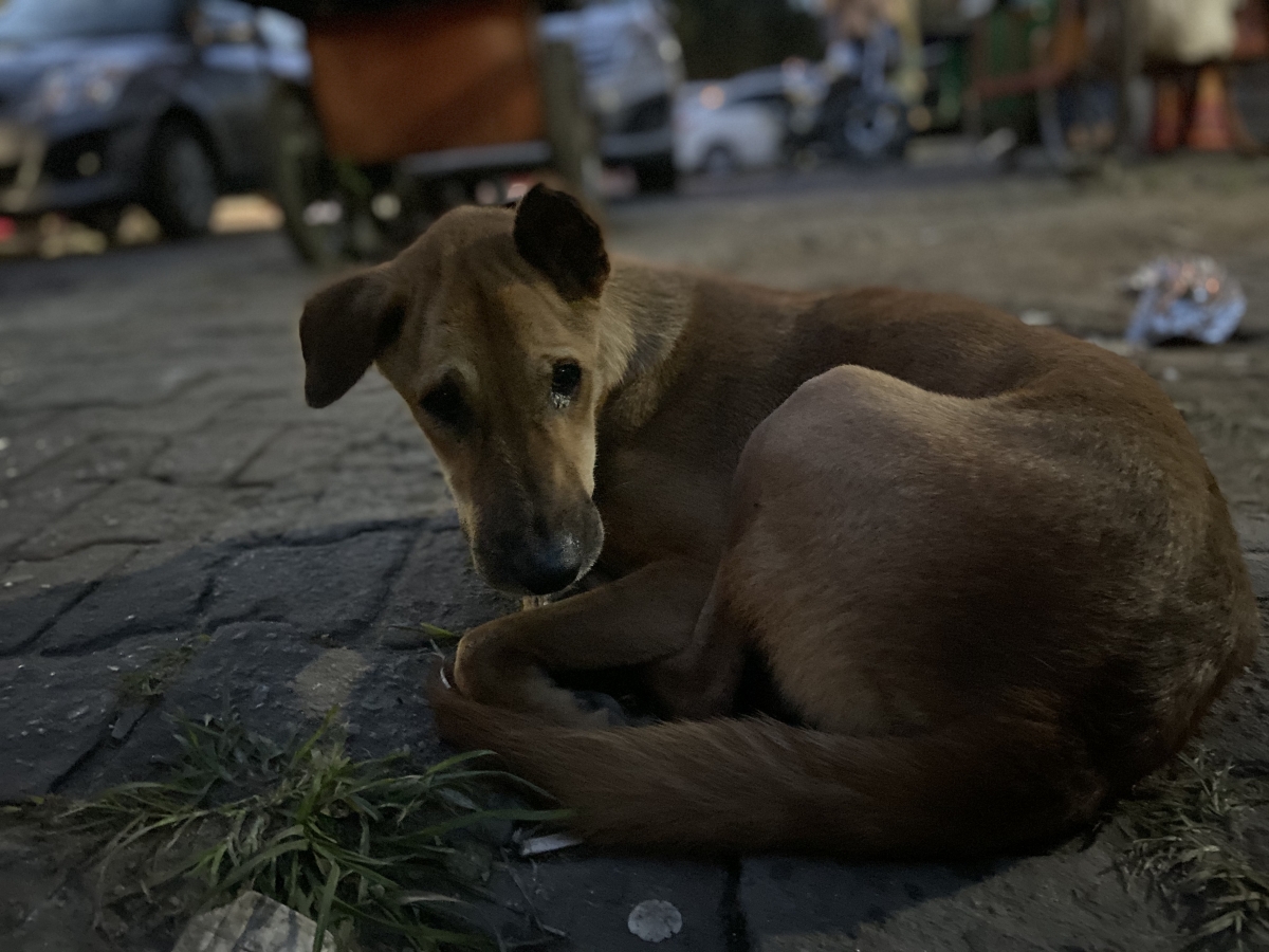 iPhone 11 camera sample