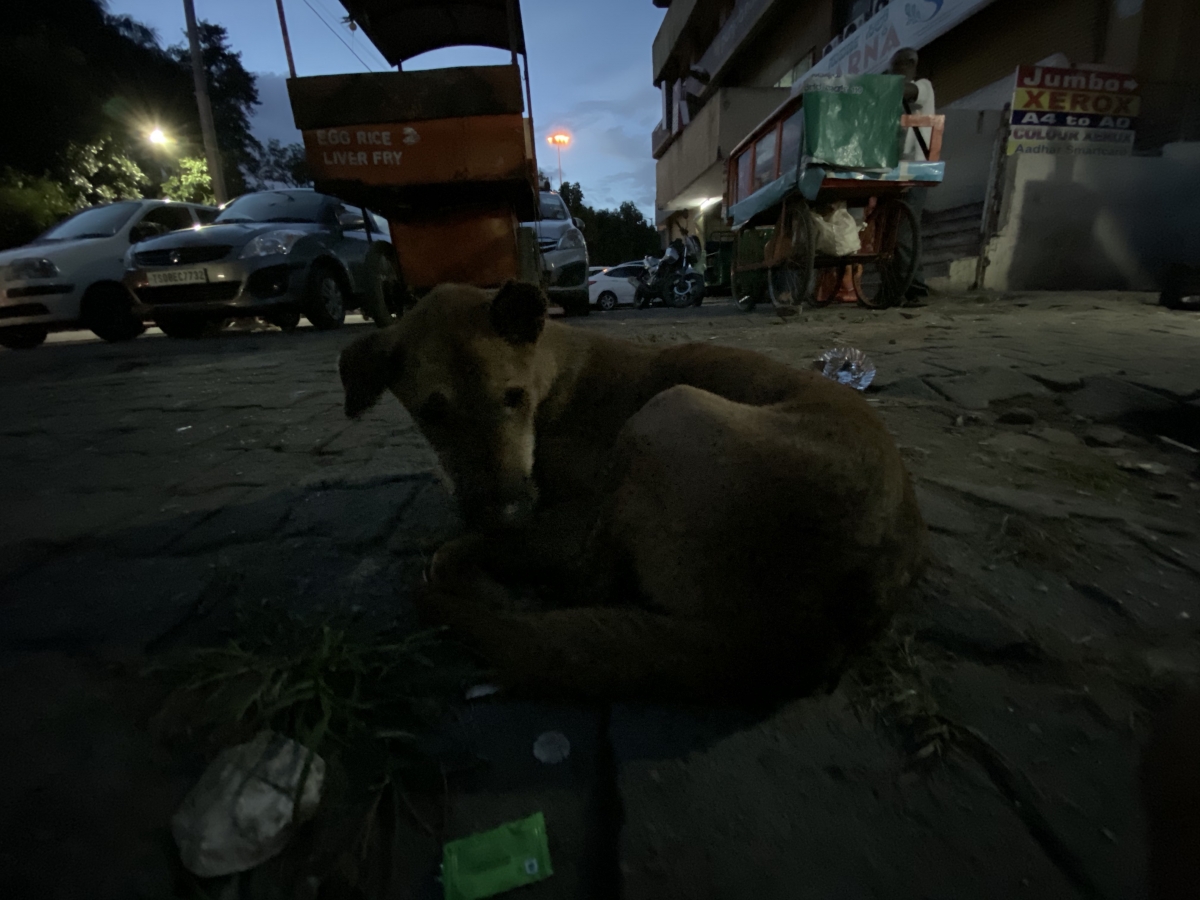 iPhone 11 camera sample