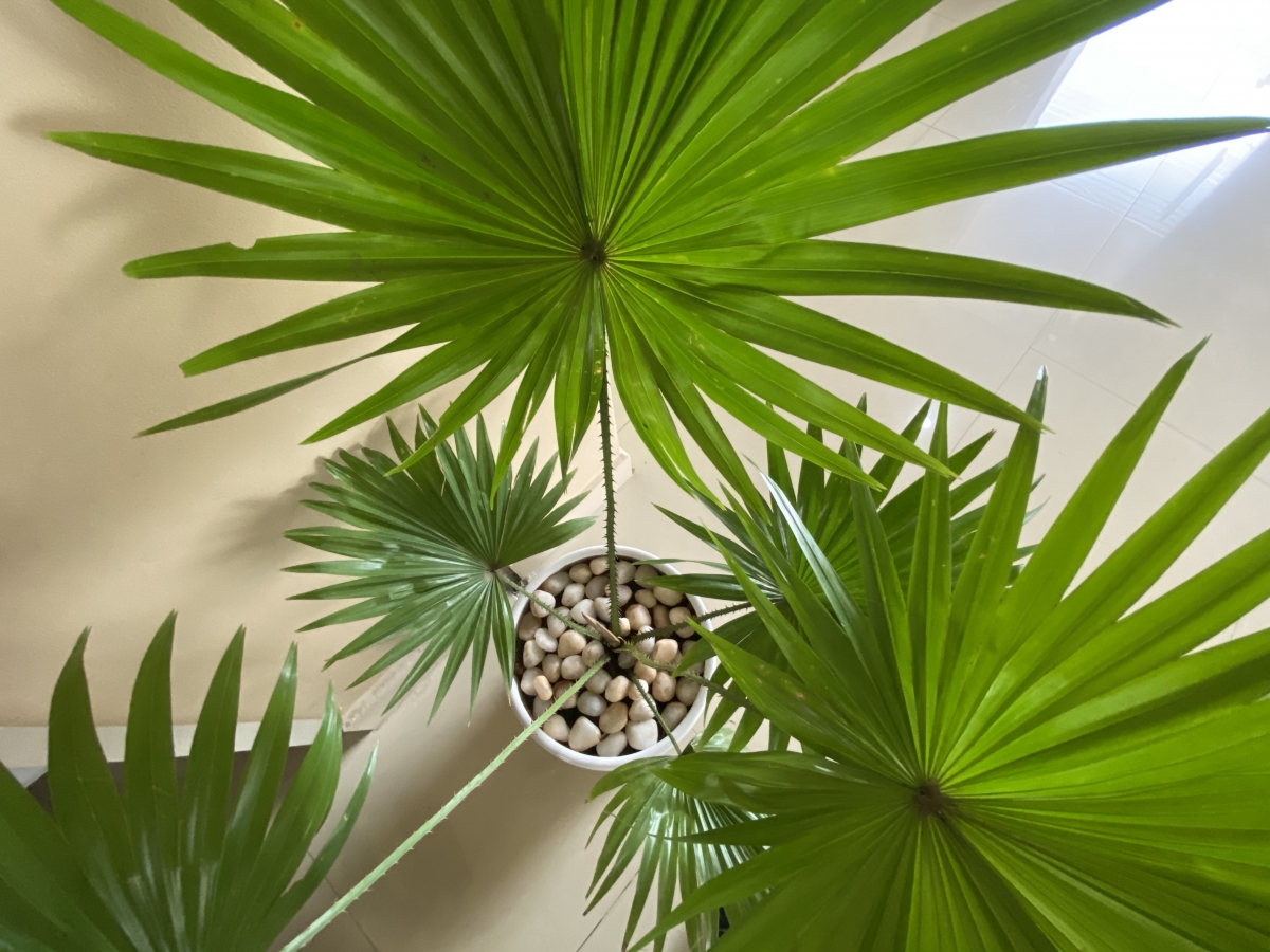 iPhone 11 camera sample