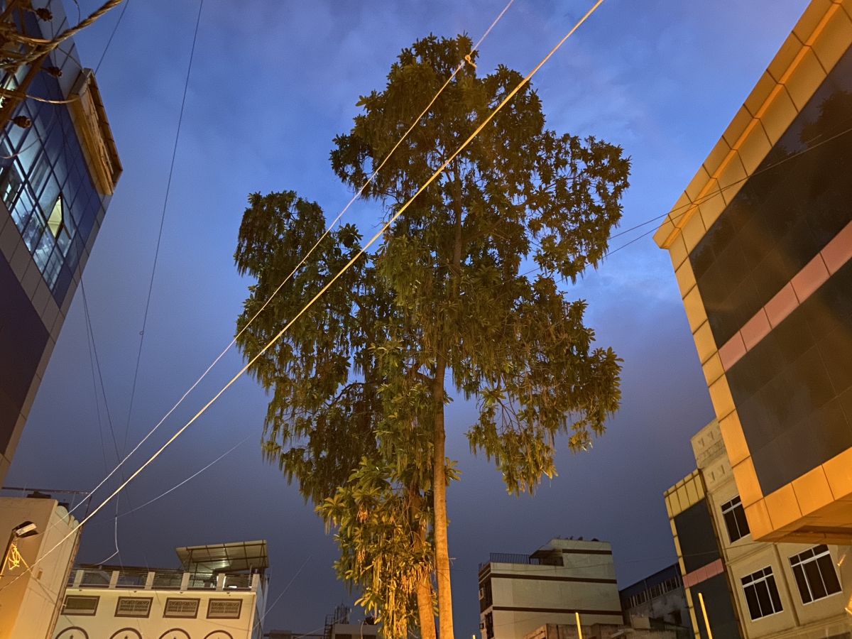 iPhone 11 camera sample