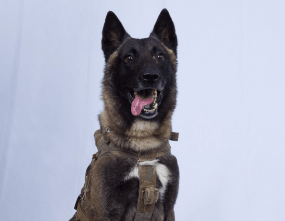 The picture of the US military dog was shared by Donald Trump. US military dog