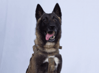 US military dog