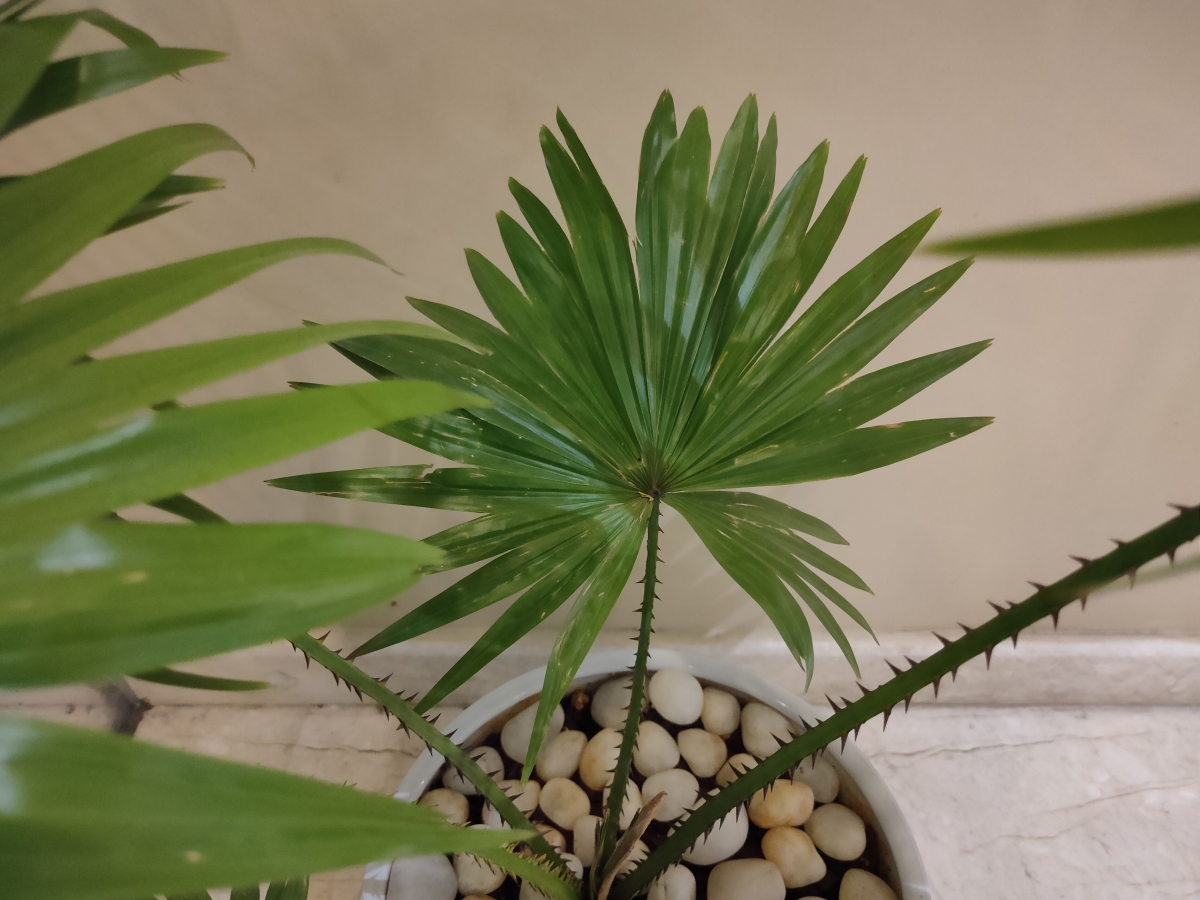 Realme XT camera sample