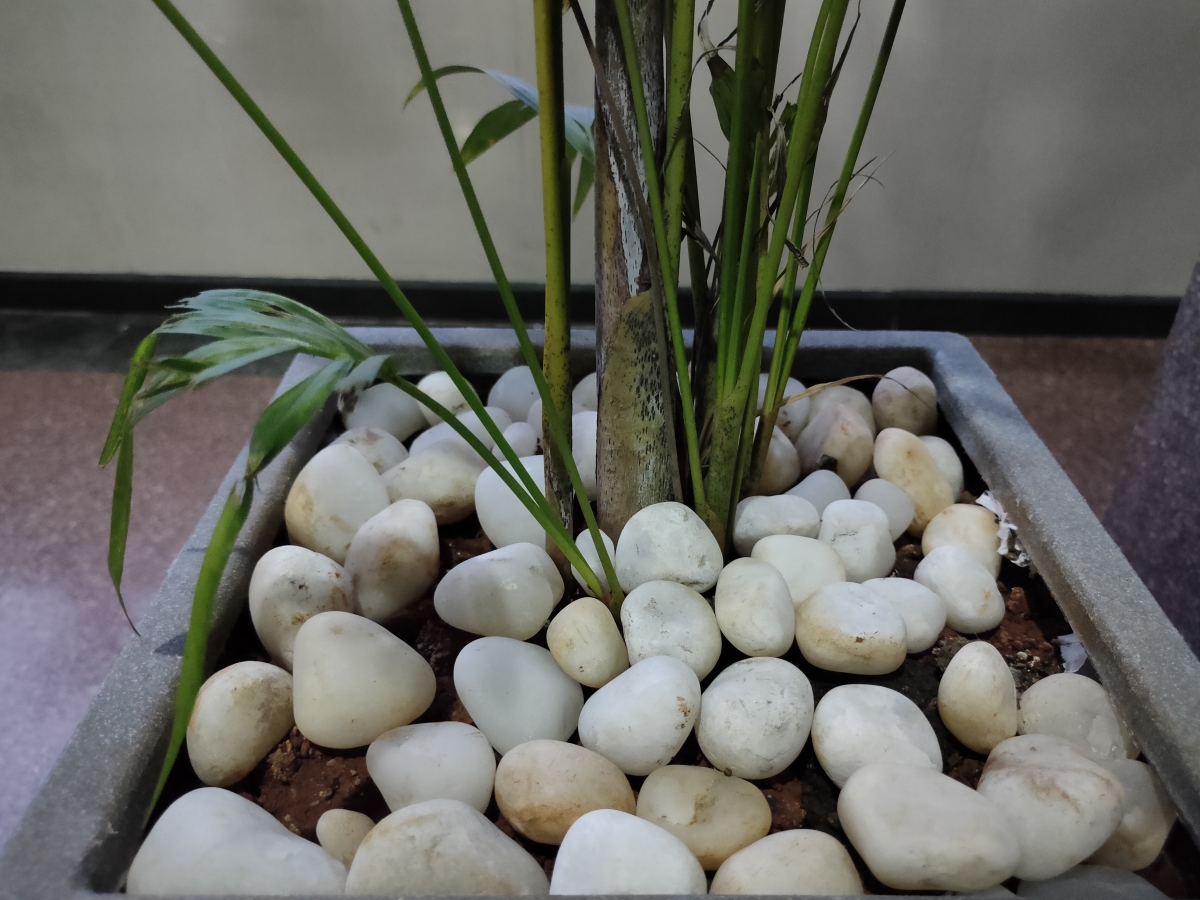 Realme XT camera sample