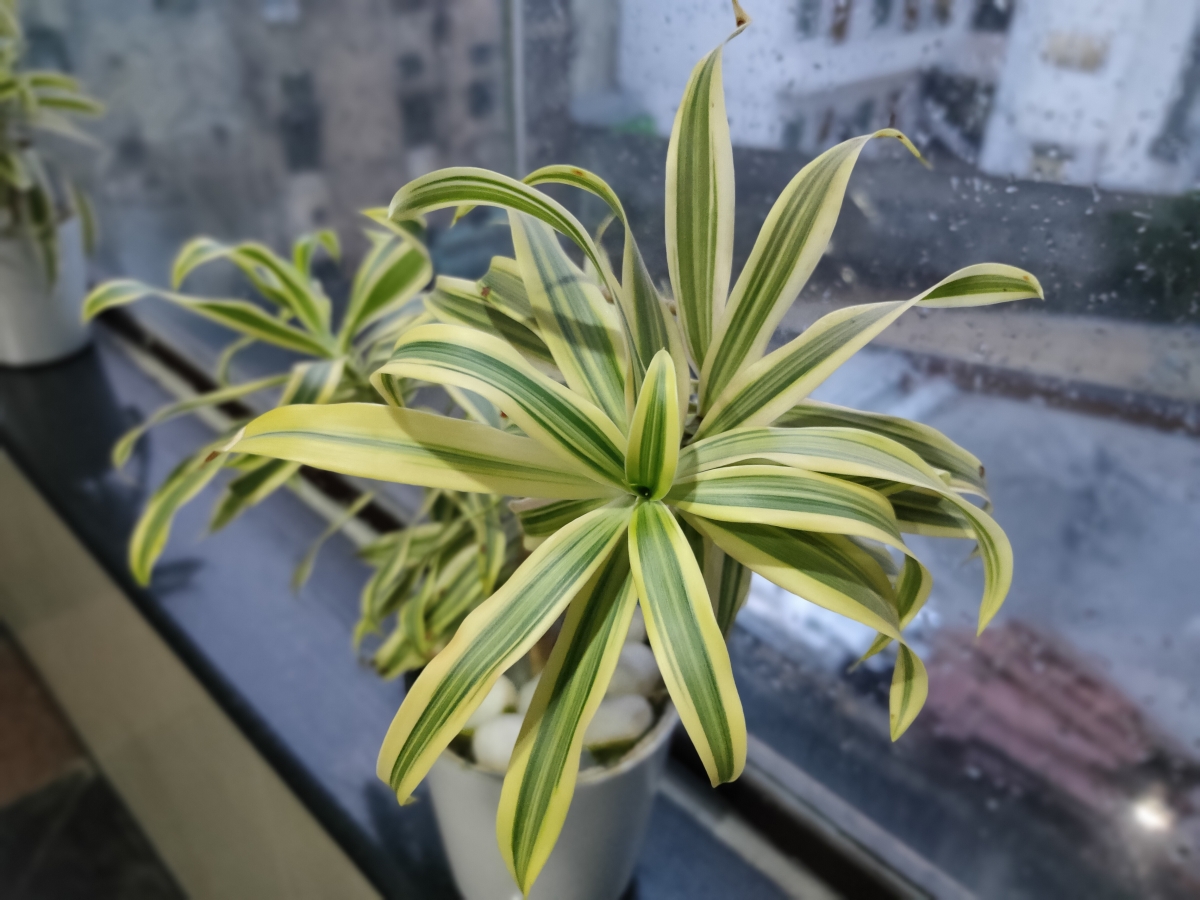 Realme XT camera sample