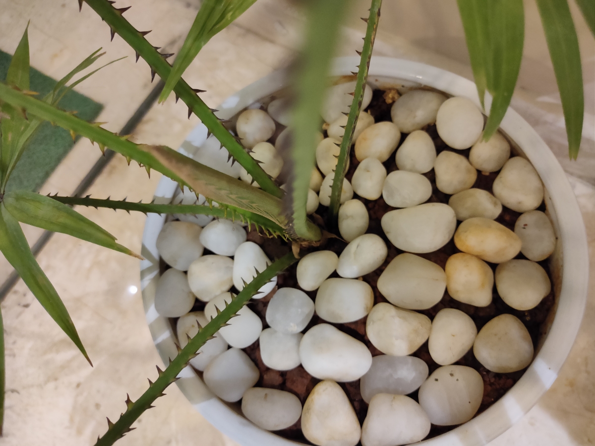 Realme XT camera sample