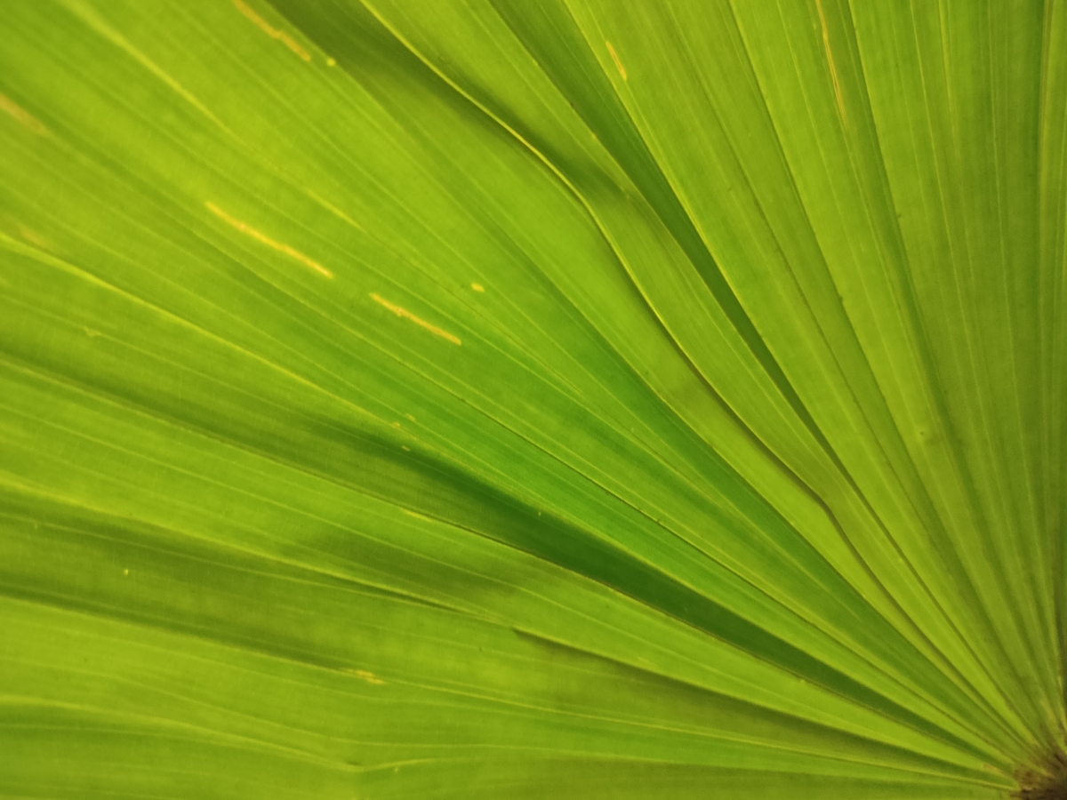 Realme XT camera sample