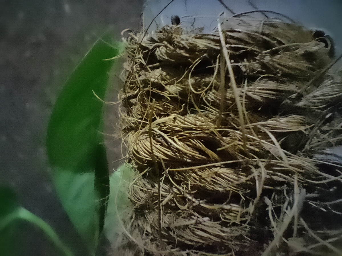 Realme XT camera sample