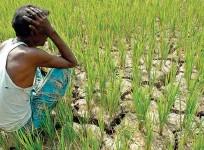 Farmers' suicide