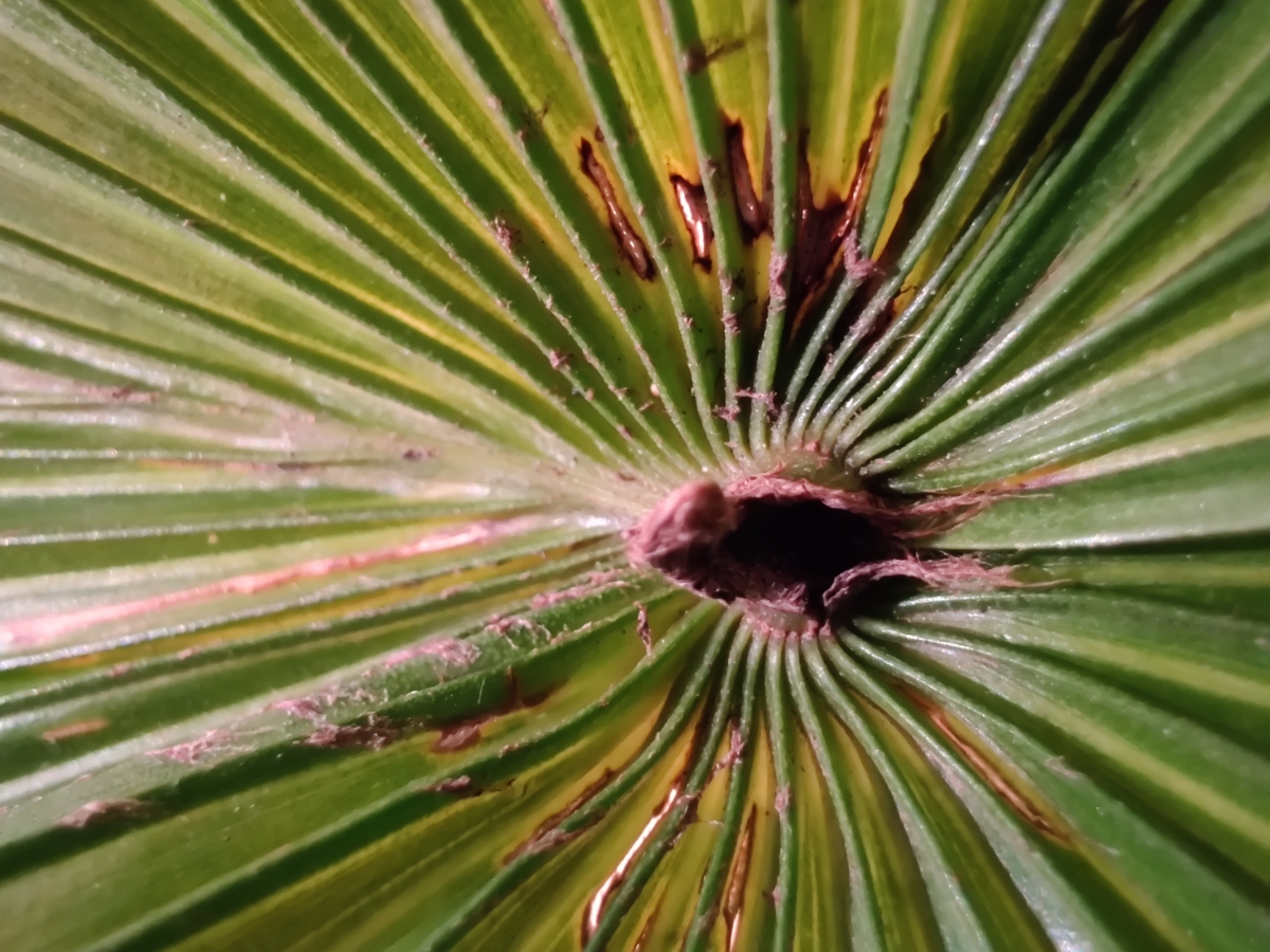 Shot with Macro mode