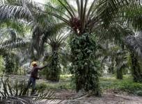 Palm oil