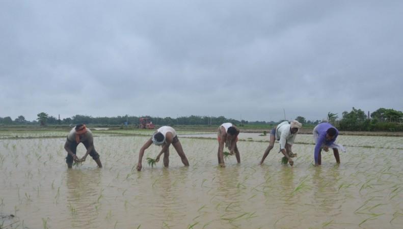 Farmers busy planting paddy saplings at a field during monsoons. Farmers