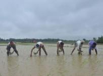 Farmers