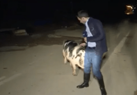 Image: Reported chased by pig on live TV in Kineta/ Twitter Pig Tweet