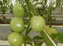 New tomato species