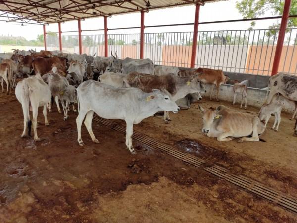 Lucknow: Uttar Pradesh Chief Minister Yogi Adityanath visits to a cow shelter run by his predecessor Akhilesh Yadav's step-brother Prateek and his wife Apana Yadav, in Lucknow on March 31, 2017. Also seen Uttar Pradesh Minister Swati Singh and Samajwadi Party leader Aparna Yadav. cow shelter