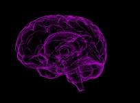 Brain
