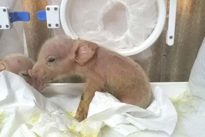 Only two of the 10 piglets thus born were hybrids - with tissues in the heart, liver, spleen, lung and skin, partly consisting of monkey cells. pig monkey