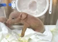 pig monkey