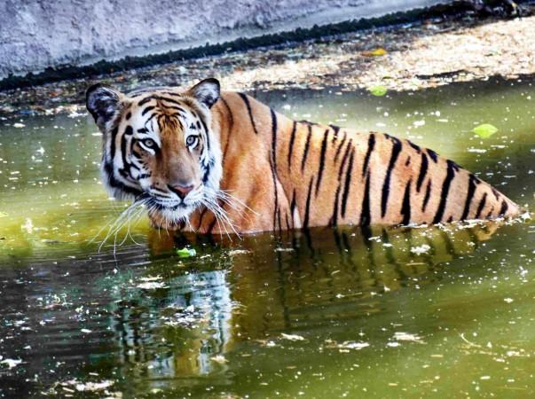 Sumatran tigers are found only on the Sumatra island and are listed as critically endangered in the Red List of the International Union for the Conservation of Animals, with just around 400-600 specimens believed to be surviving in the wild. royal bengal tiger