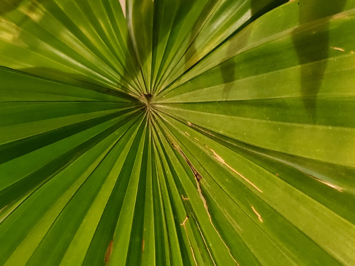 Samsung Galaxy Fold camera sample