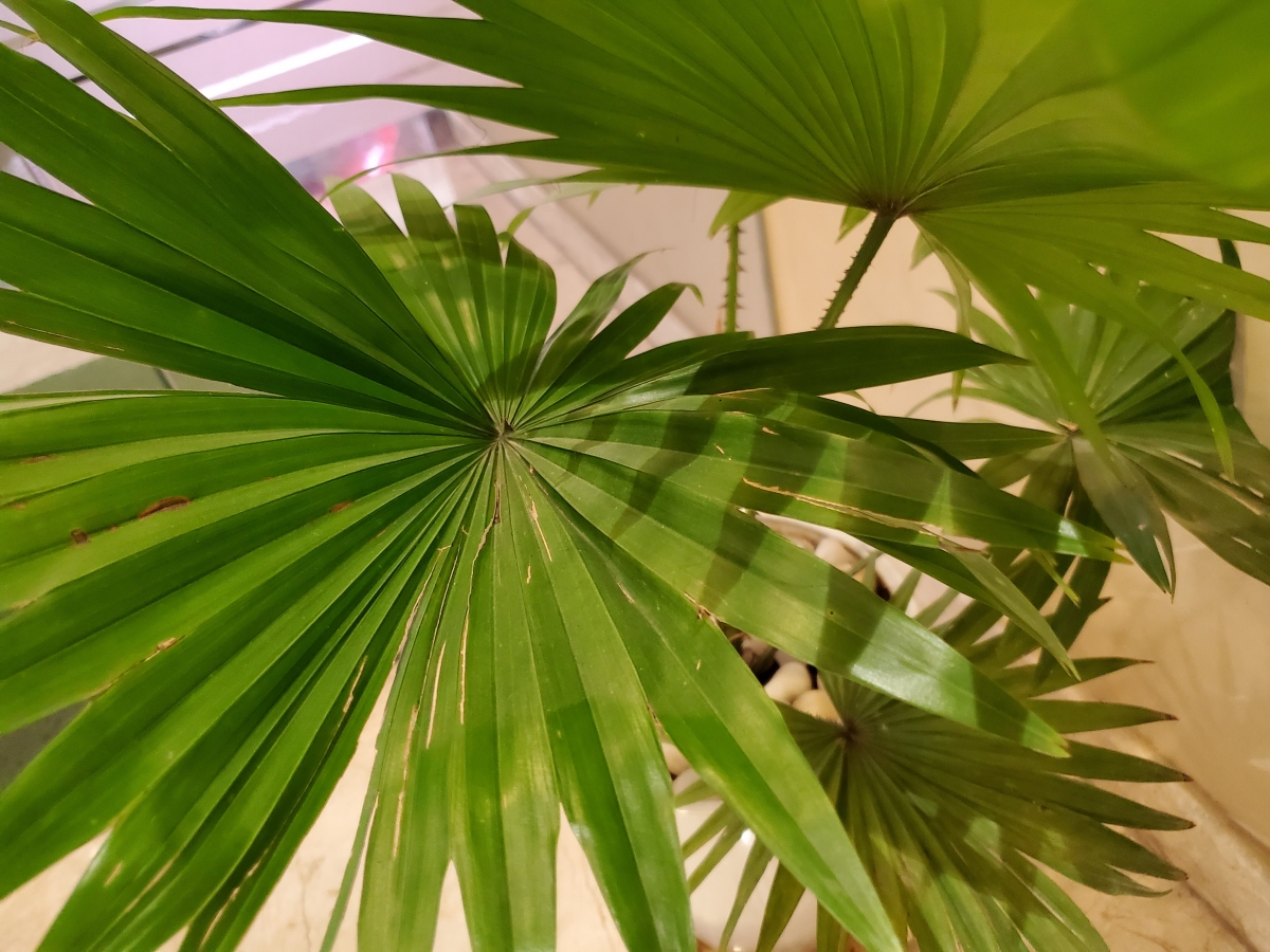 Samsung Galaxy Fold camera sample