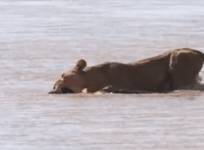 lion cub video