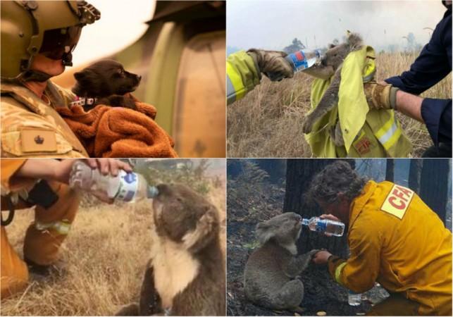 Victims of Australia wildfires Victims of Australia wildfires