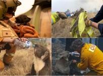 Victims of Australia wildfires