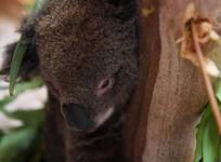 Koalas