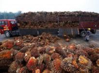Palm oil fruits
