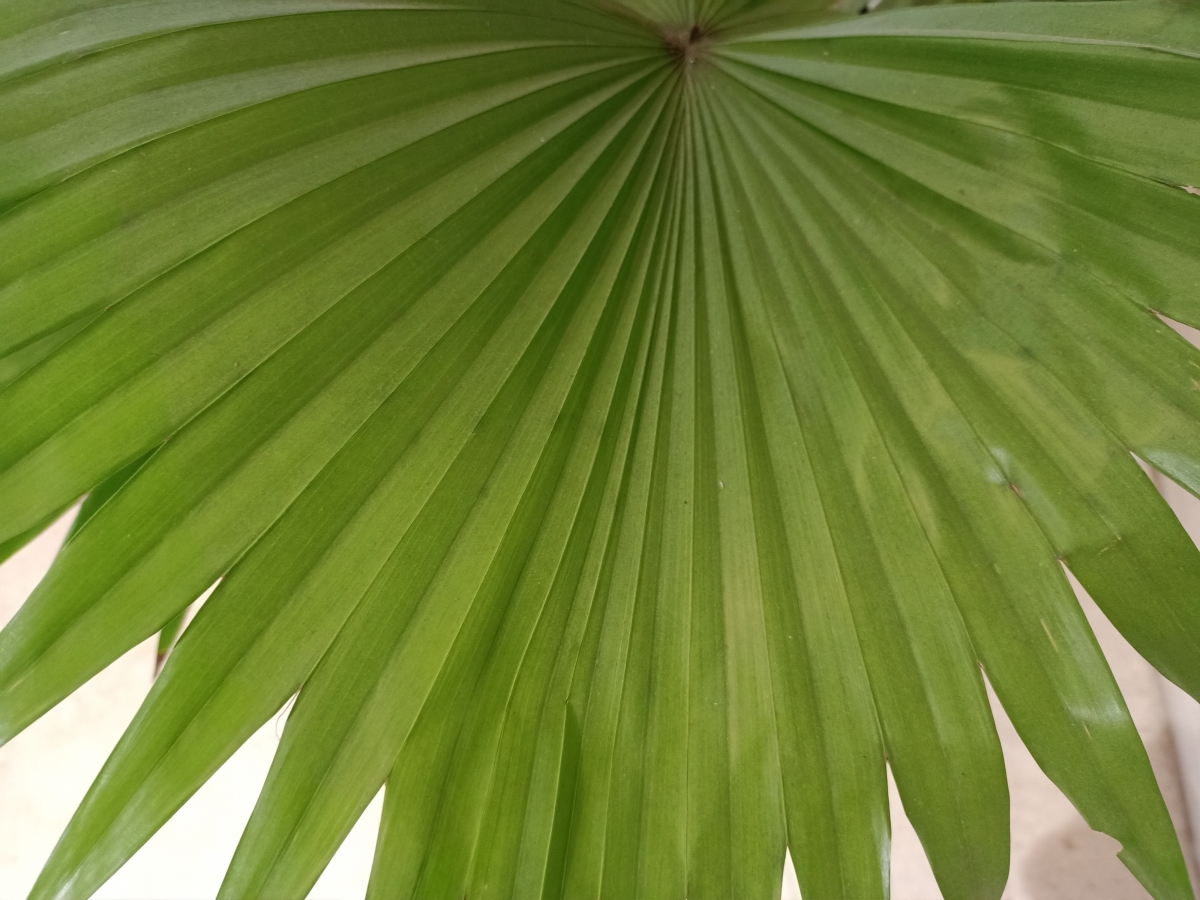 Oppo F15: Camera samples