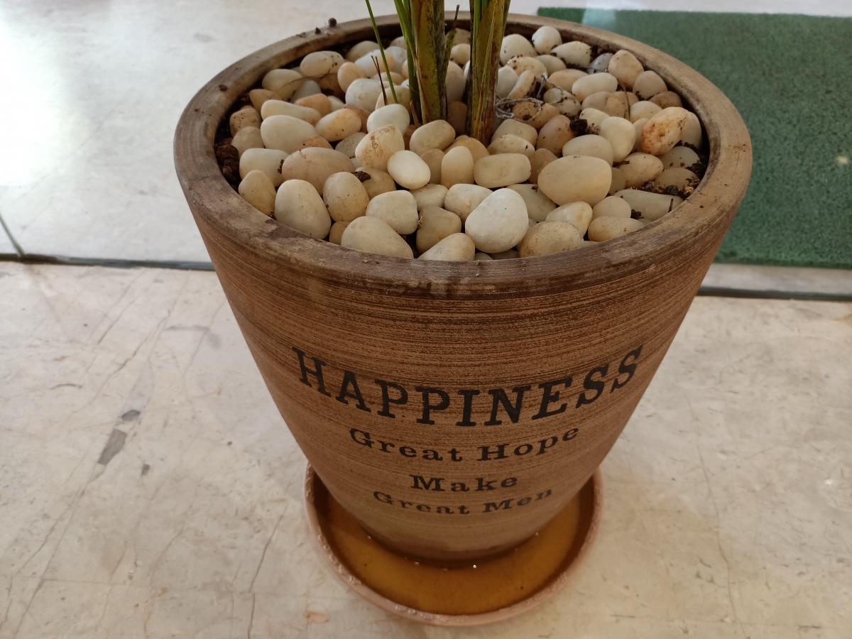 Oppo F15: Camera samples