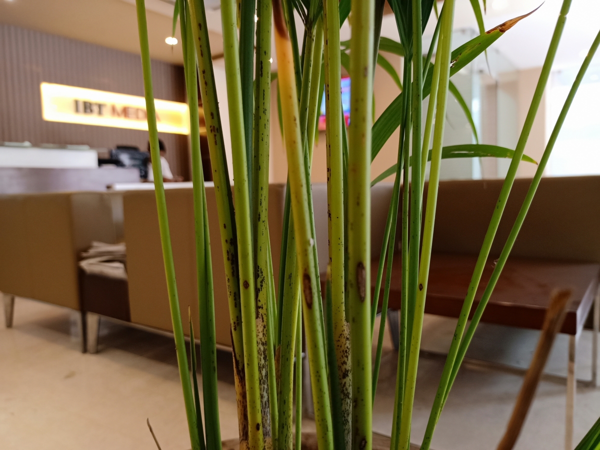 Oppo F15: Camera samples