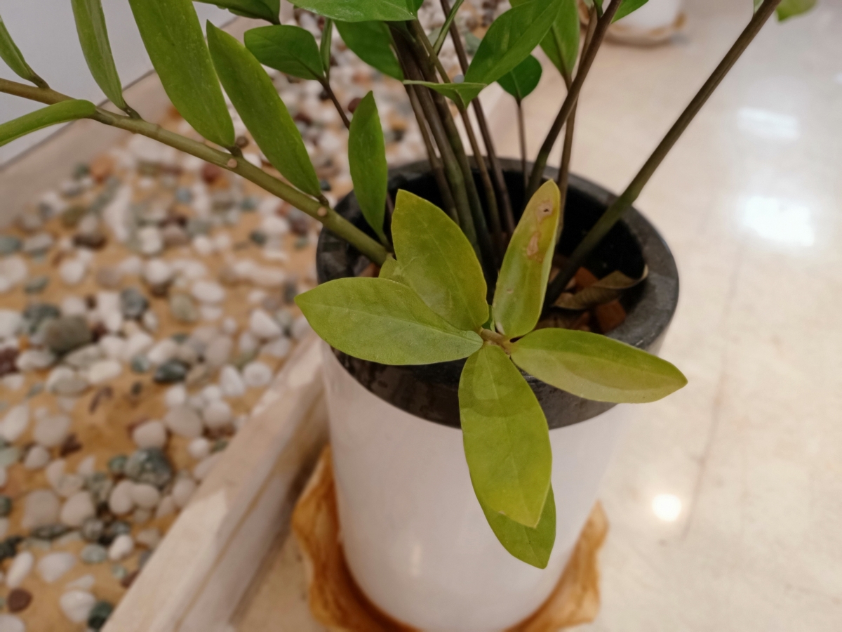 Oppo F15: Camera samples