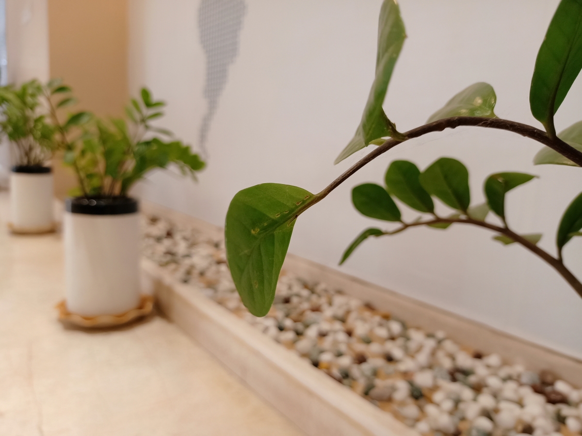 Oppo F15: Camera samples