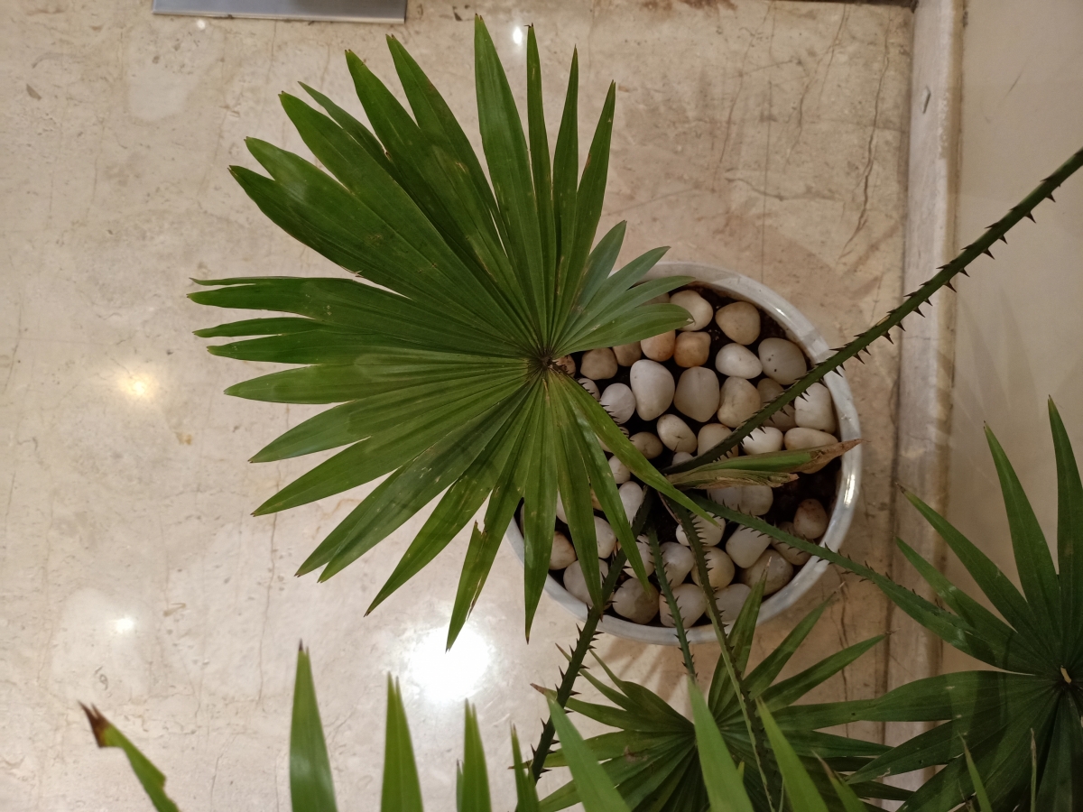 Oppo F15: Camera samples