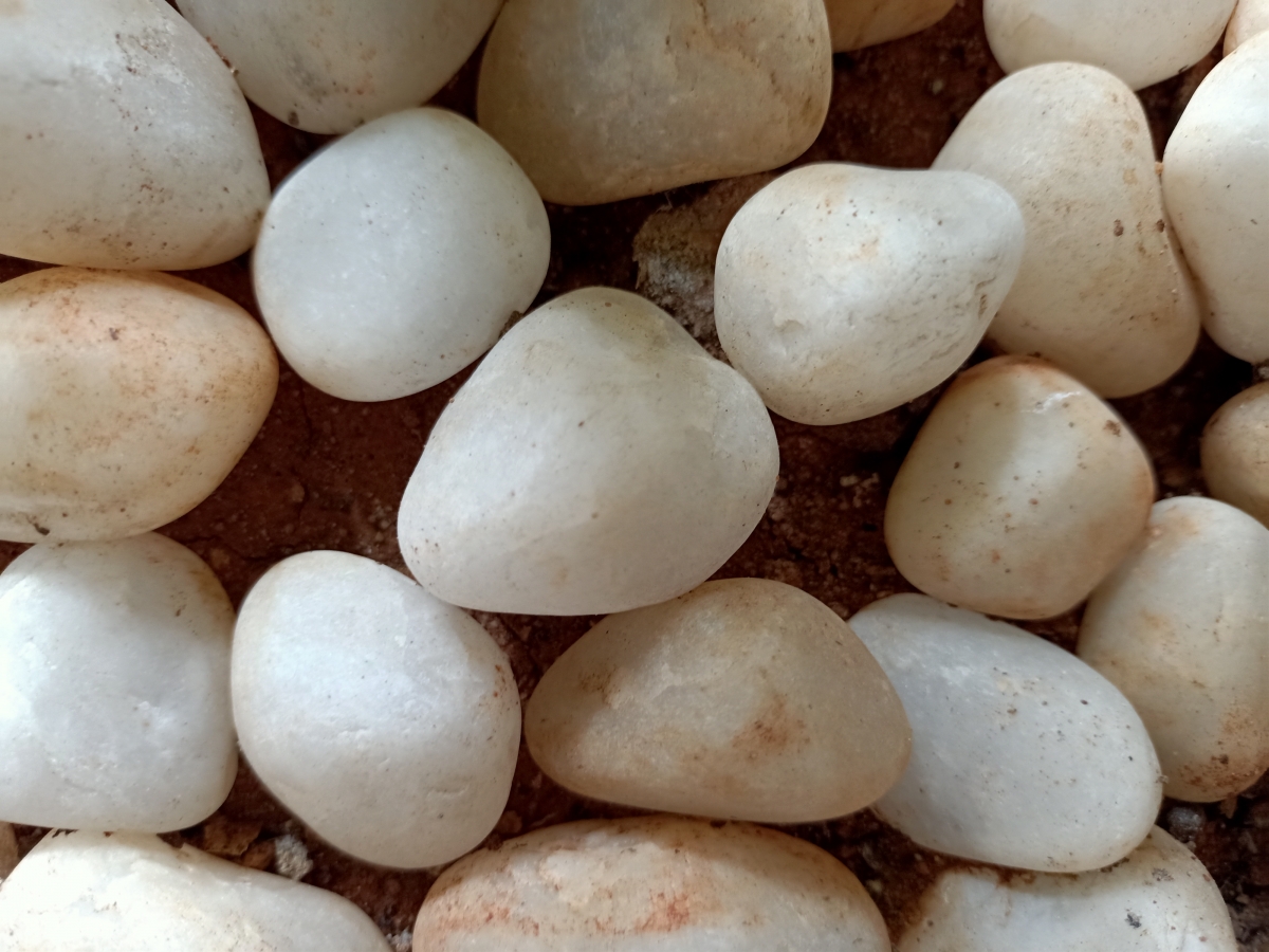 Oppo F15 camera samples