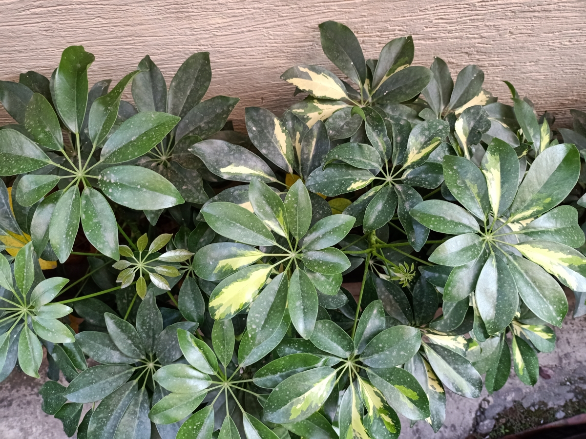 Oppo F15 camera samples